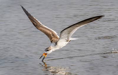21: MurrellsInlet_2024-327