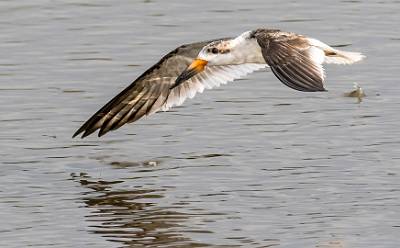 2: MurrellsInlet_2024-328