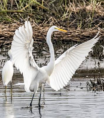 4: MurrellsInlet_2024-335