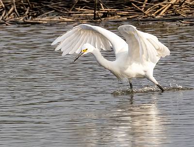6: MurrellsInlet_2024-336