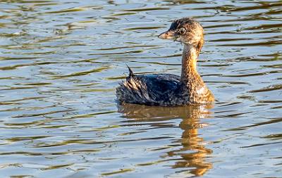 7: MurrellsInlet_2024-342