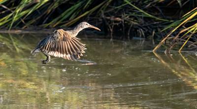 8: MurrellsInlet_2024-344
