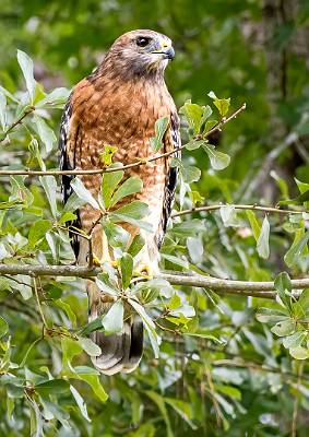 10: MurrellsInlet_2024-349