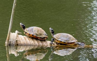 9: MurrellsInlet_2024-350