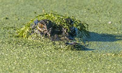 11: MurrellsInlet_2024-355
