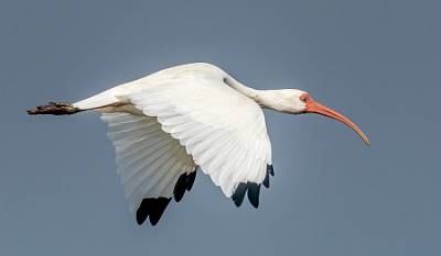 5: MurrellsInlet_2024-362