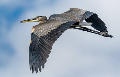9: MurrellsInlet_2024-367