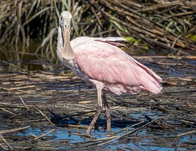 13: MurrellsInlet_2024-371