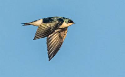 15: MurrellsInlet_2024-376