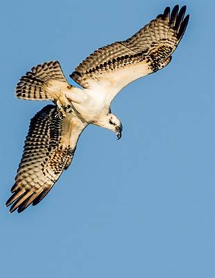 16: MurrellsInlet_2024-380