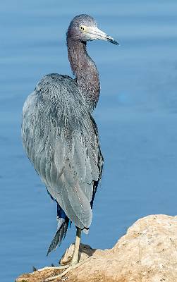18: MurrellsInlet_2024-389