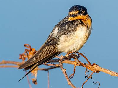 19: MurrellsInlet_2024-391