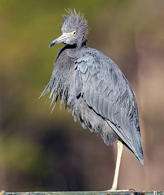 20: MurrellsInlet_2024-393