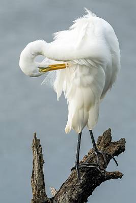 22: MurrellsInlet_2024-399