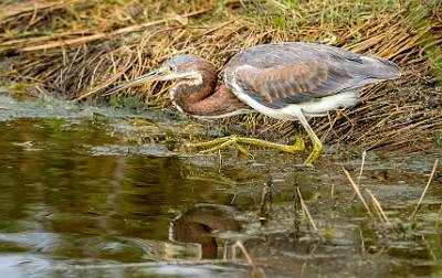 23: MurrellsInlet_2024-401