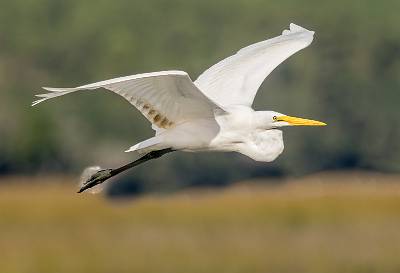 3: MurrellsInlet_2024-402