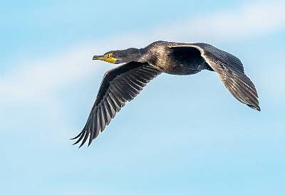 4: MurrellsInlet_2024-404