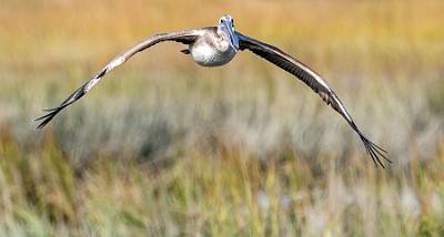 5: MurrellsInlet_2024-406