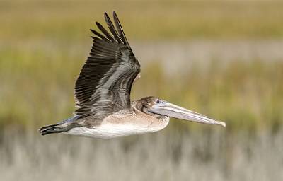8: MurrellsInlet_2024-414