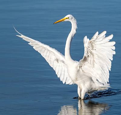 10: MurrellsInlet_2024-417