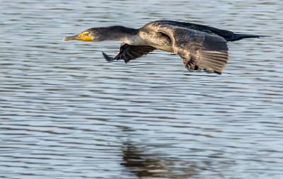 11: MurrellsInlet_2024-418