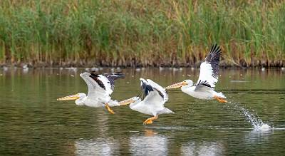 14: MurrellsInlet_2024-424