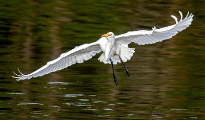 15: MurrellsInlet_2024-428