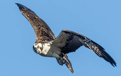 30: MurrellsInlet_2024-456