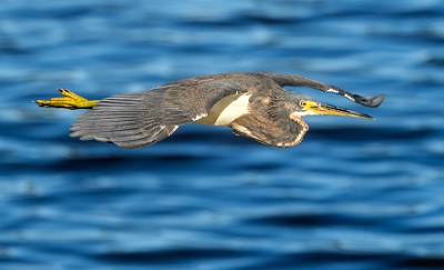 32: MurrellsInlet_2024-464