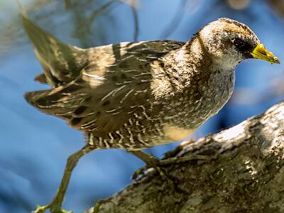 30: Murrells_2025-152