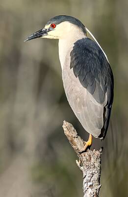 34: Murrells_2025-156