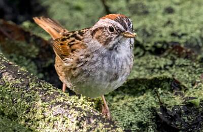 39: Murrells_2025-161