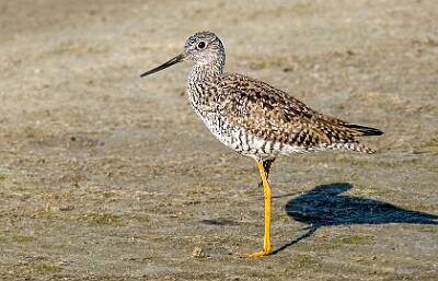 6: Murrells_2025-171