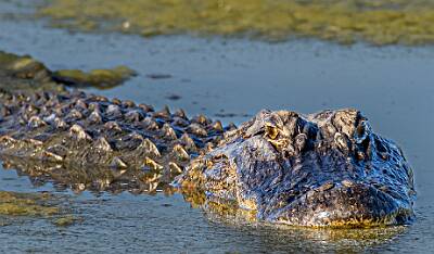 7: Murrells_2025-172