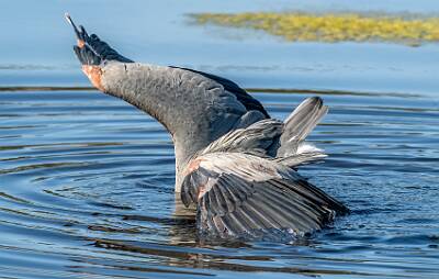 8: Murrells_2025-173