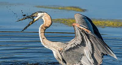 9: Murrells_2025-174