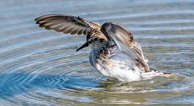 10: Murrells_2025-175