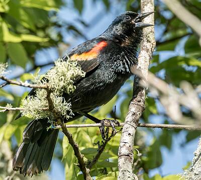 12: Murrells_2025-177