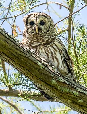 17: Murrells_2025-182