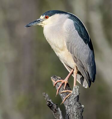 20: Murrells_2025-185