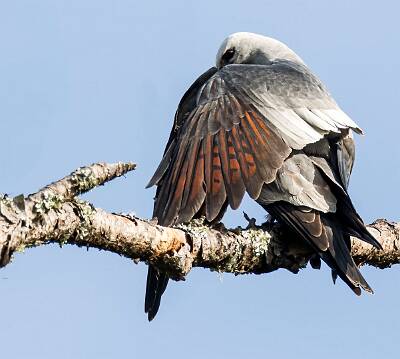 24: Murrells_2025-189