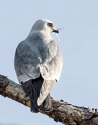 28: Murrells_2025-193