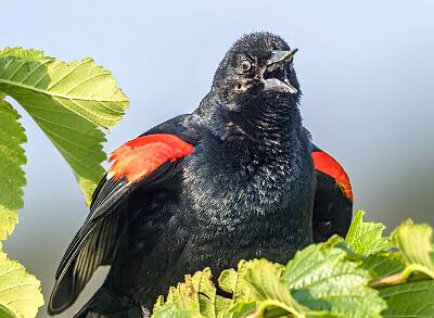 18: Murrells_2025-206