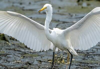 23: Murrells_2025-211