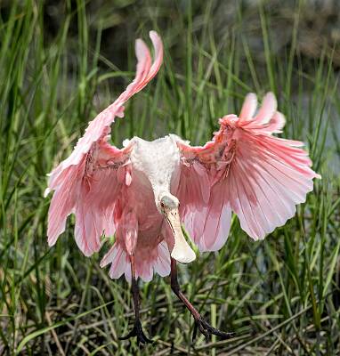 30: Murrells_2025-218