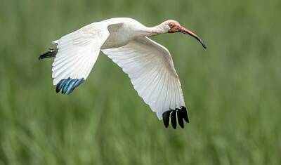 31: Murrells_2025-219