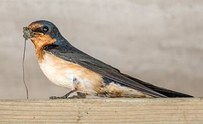 37: Murrells_2025-227