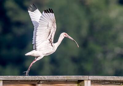 41: Murrells_2025-231