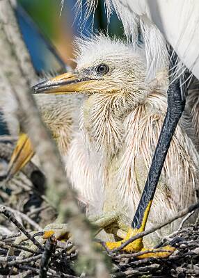 48: Murrells_2025-238