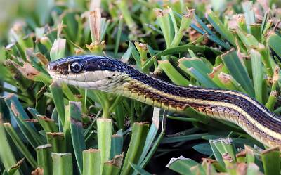 53: Murrells_2025-244